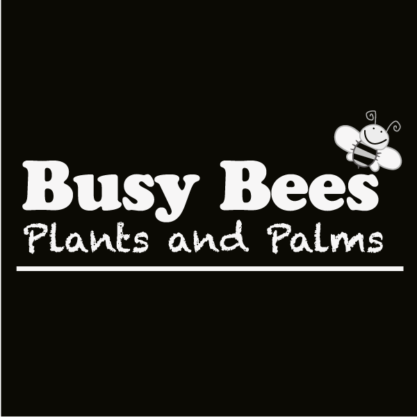 Busy Bees Plants and Palms